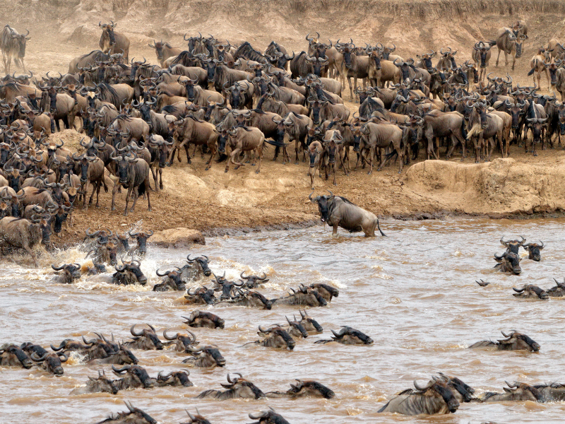 FROM MASAI MARA TO MOMBASA — 11